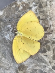 Pyrisitia dina