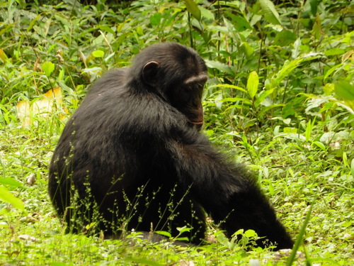 Chimpanzee