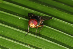 Hemilucilia