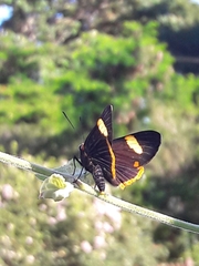 Riodina lycisca