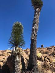 Yucca carnerosana