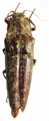 Oistus cacicus