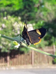Riodina lycisca