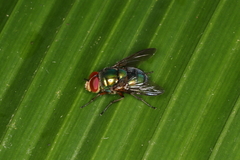 Hemilucilia