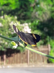 Riodina lycisca
