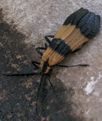 Calopteron terminale