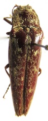 Oistus cacicus