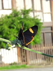 Riodina lycisca
