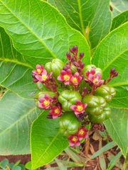 Jatropha gossypiifolia