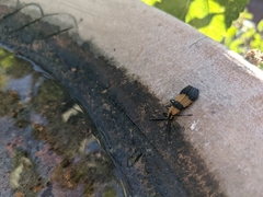 Calopteron terminale