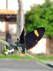 Riodina lycisca