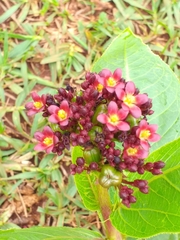 Jatropha gossypiifolia