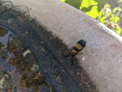 Calopteron terminale