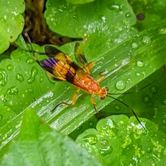 Macrojoppa