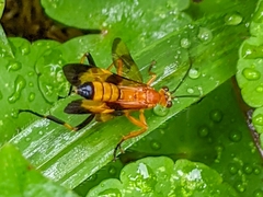 Macrojoppa