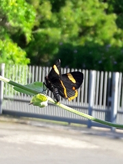 Riodina lycisca