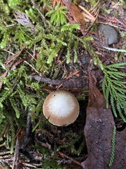 Inocybe albodisca