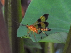 Macrojoppa