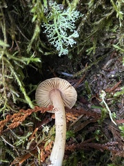 Inocybe albodisca