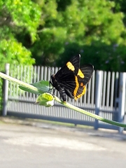 Riodina lycisca