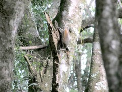 Ptiloris paradiseus