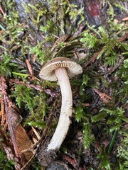 Inocybe albodisca
