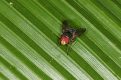 Hemilucilia