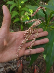 Persicaria ferruginea