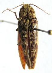 Oistus cacicus