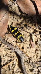 Cyrioides imperialis