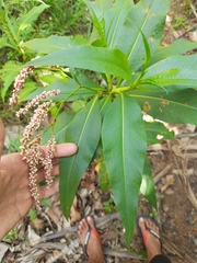 Persicaria ferruginea