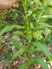 Persicaria ferruginea