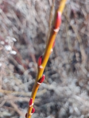Salix