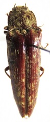 Oistus cacicus
