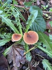 Fungi