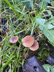 Fungi