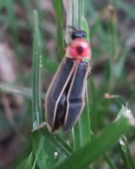 Photinus pyralis