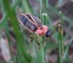 Photinus pyralis