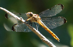 Libellula incesta