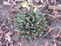 Limonium ramosissimum