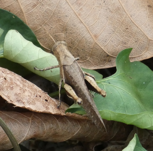 Abracris flavolineata