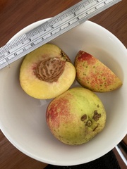 Prunus persica nucipersica