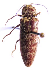 Oistus cacicus