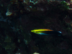 Labroides pectoralis