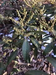 Pieris floribunda