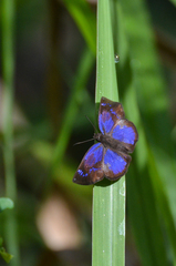 Paches loxus gloriosus