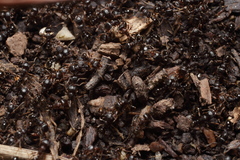 Tetramorium tsushimae