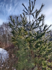 Pinus strobus