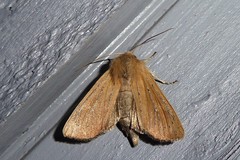 Ichneutica blenheimensis