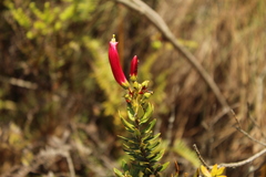 Bejaria